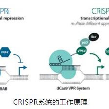 CRISPR-KO、CRISPRa （激活）和 CRISPRi（抑制） 文库筛选服务