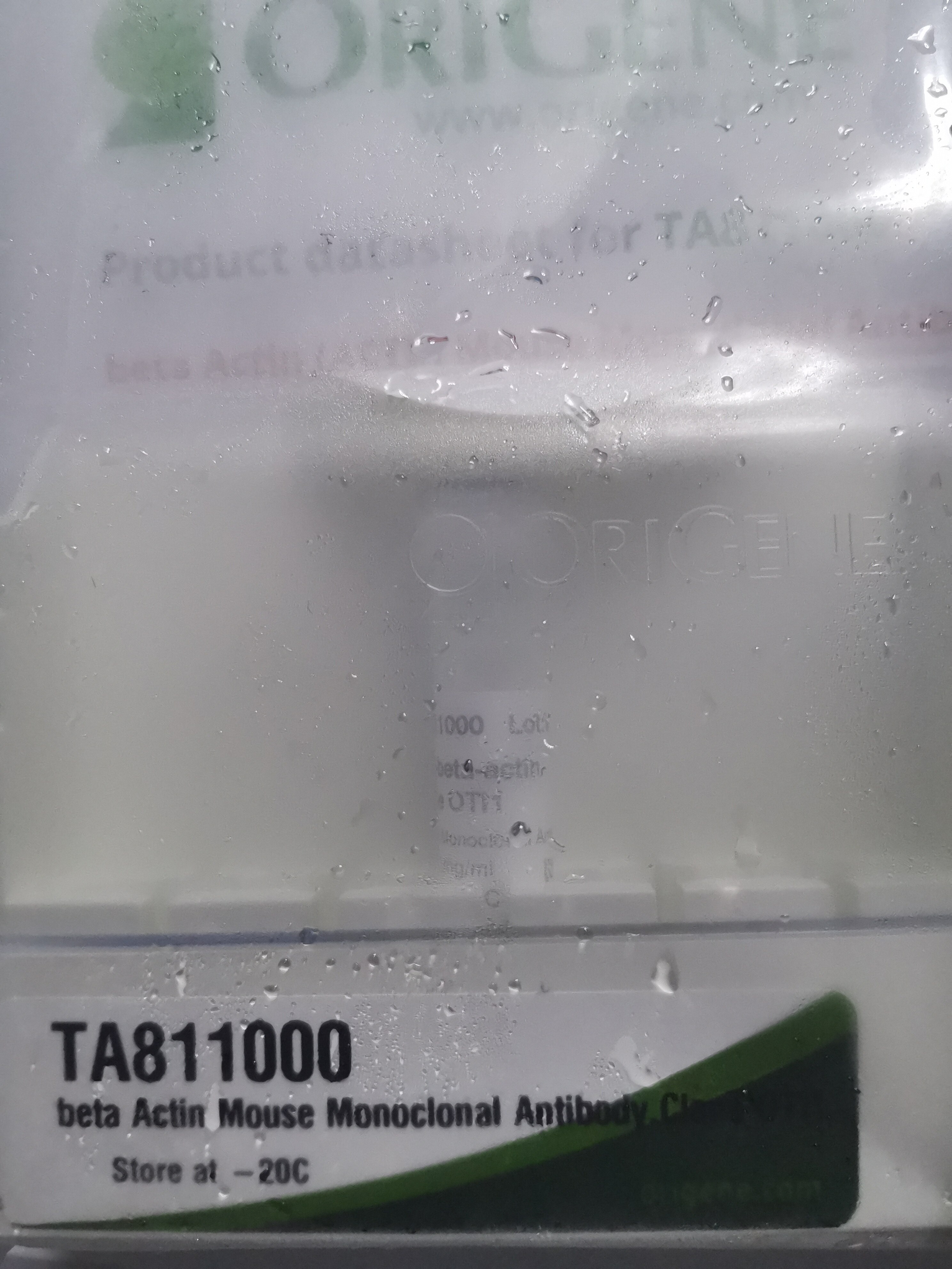 beta Actin (beta-Actin) Mouse Monoclonal Antibody TA811000