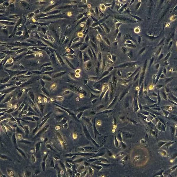 HEK 293/IL-17  人IL-17报告基因细胞系
