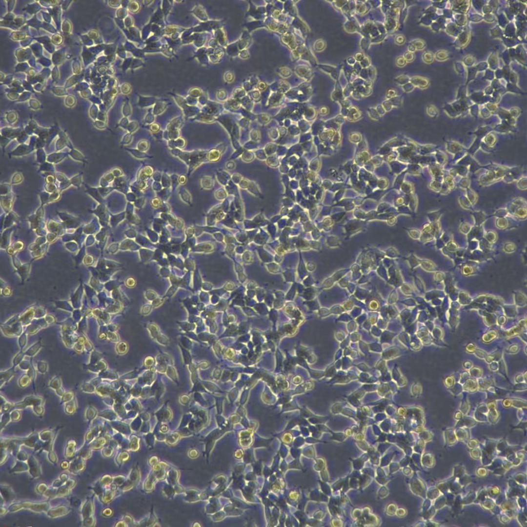 人脐血 CD34+细胞 Human Cord Blood CD34+ Cells 0.5Million
