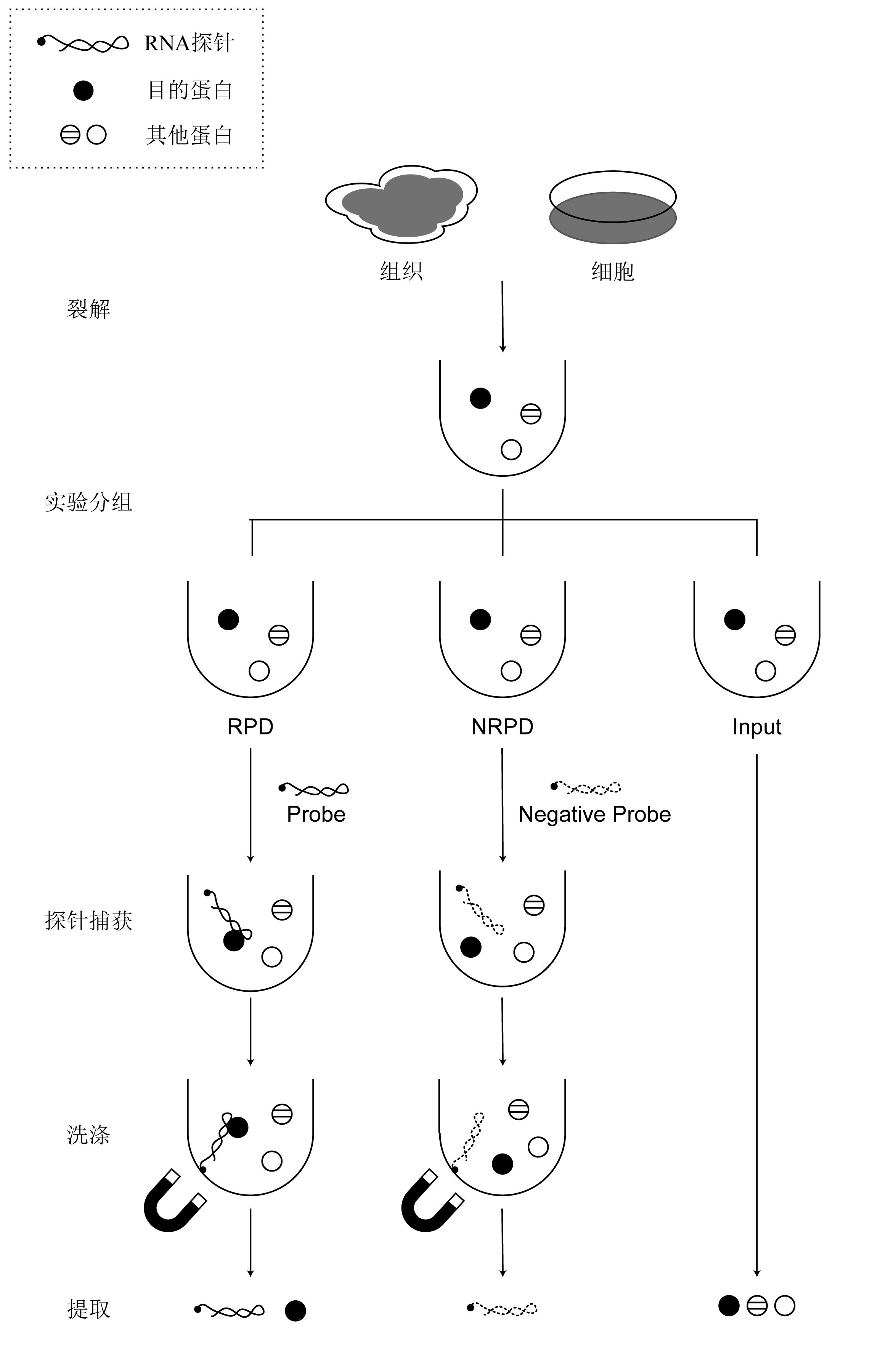 PureBinding?RNA-Protein pull-down Kit P0201 吉赛生物
