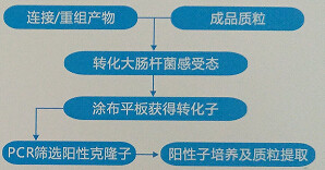 大肠杆菌转化、化学感受态热激转化