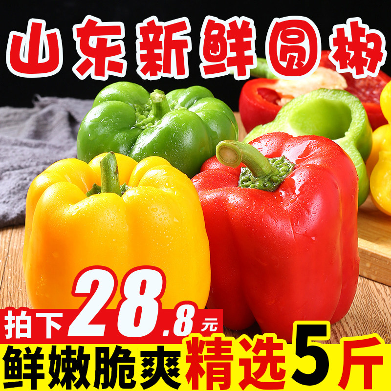 Pure Shangri-Shandong Colored Pepper Round Pepper Fresh Five Colorful Peppers When Season Vegetables Green Pepper 5 Catty Whole Boxes Of Seven Colored Peppers