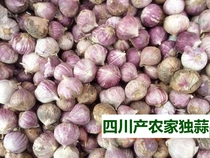 Sichuan Leshan Qianwei specialty farm planting garlic single garlic 500g dry fresh seasoning garlic