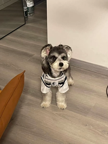 Собачья одежда маленькая собака лето тонкая одежда для кошек плюшка Померанский шнаузер Интернет знаменитость одежда собаки лето