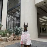 Зимняя красочная флисовая одежда для больших собак, чтобы согреться и защититься от холода. Одежда для собак маленьких борзых, уиппетов, доберманов и лабрадоров.