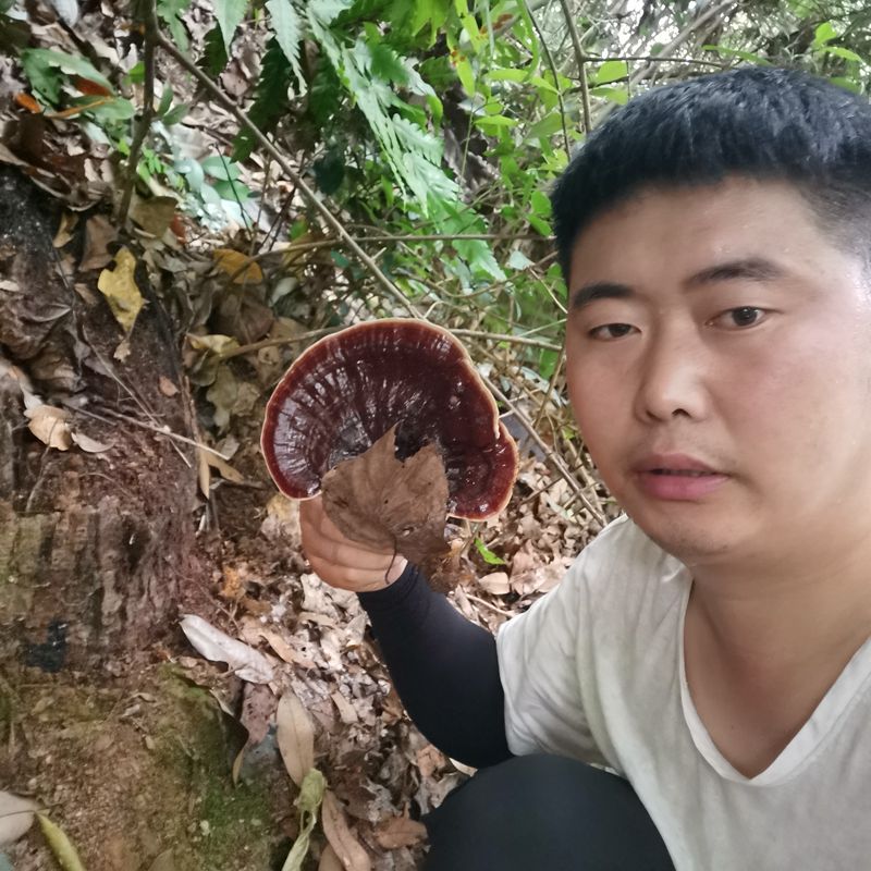 Wild Purple Ganoderma Black Ganoderma 250g Purple Ganoderma Xuanzhi New Goods Deep Mountain Wild Natural Not Bitter Slice