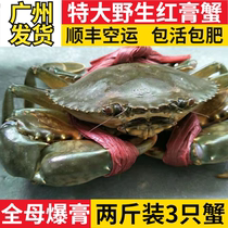 Blue crab fresh extra large extra large wild crab full of yellow and red paste crab butter crab whole female two pounds 3 pieces SF