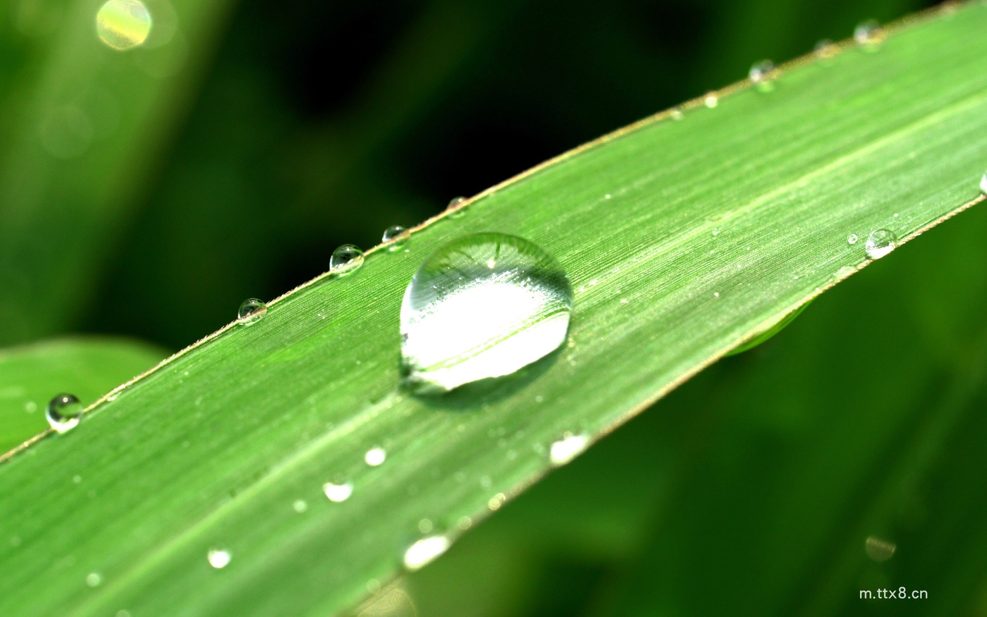 绿叶上的露珠高清护眼电脑桌面壁纸 绿叶上的露珠高清护眼电脑壁纸3.jpg