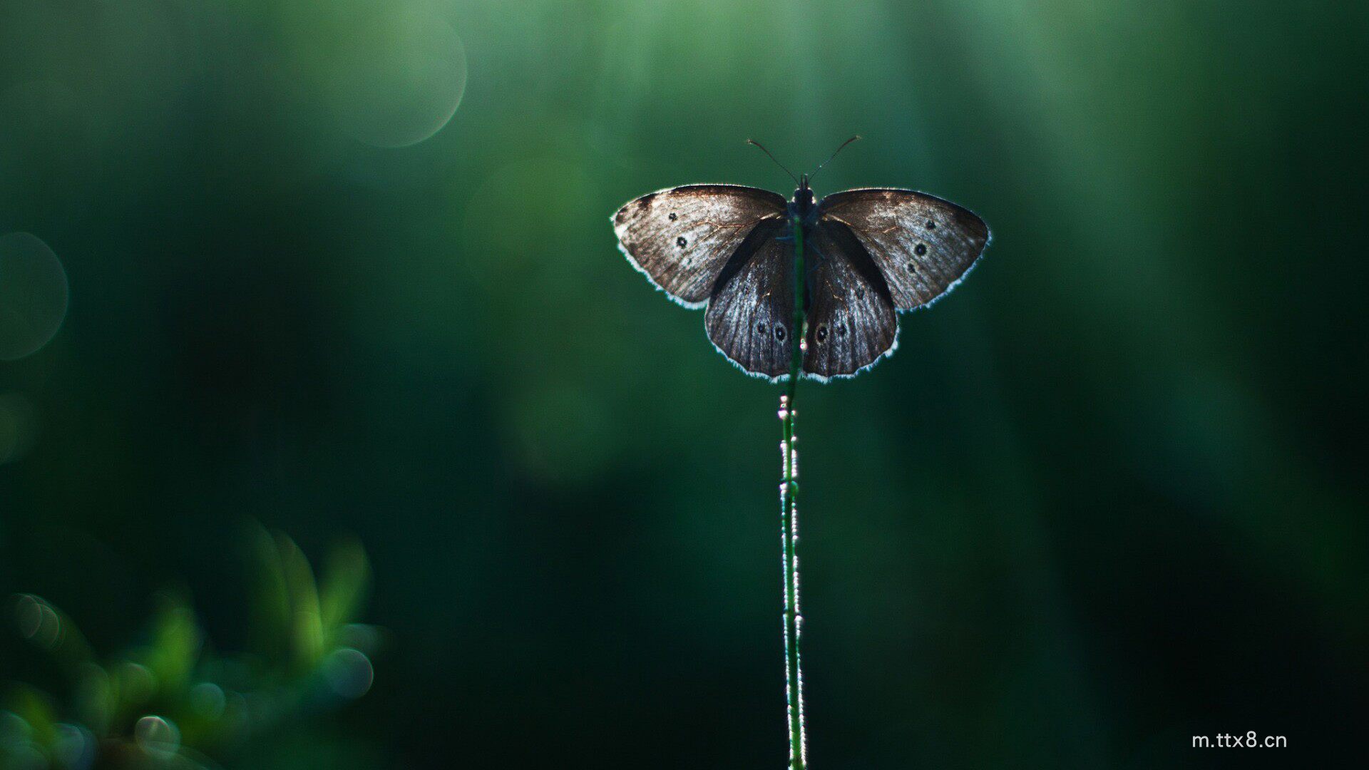 蝴蝶，背景，眩光，壁纸(1920x1080).jpg