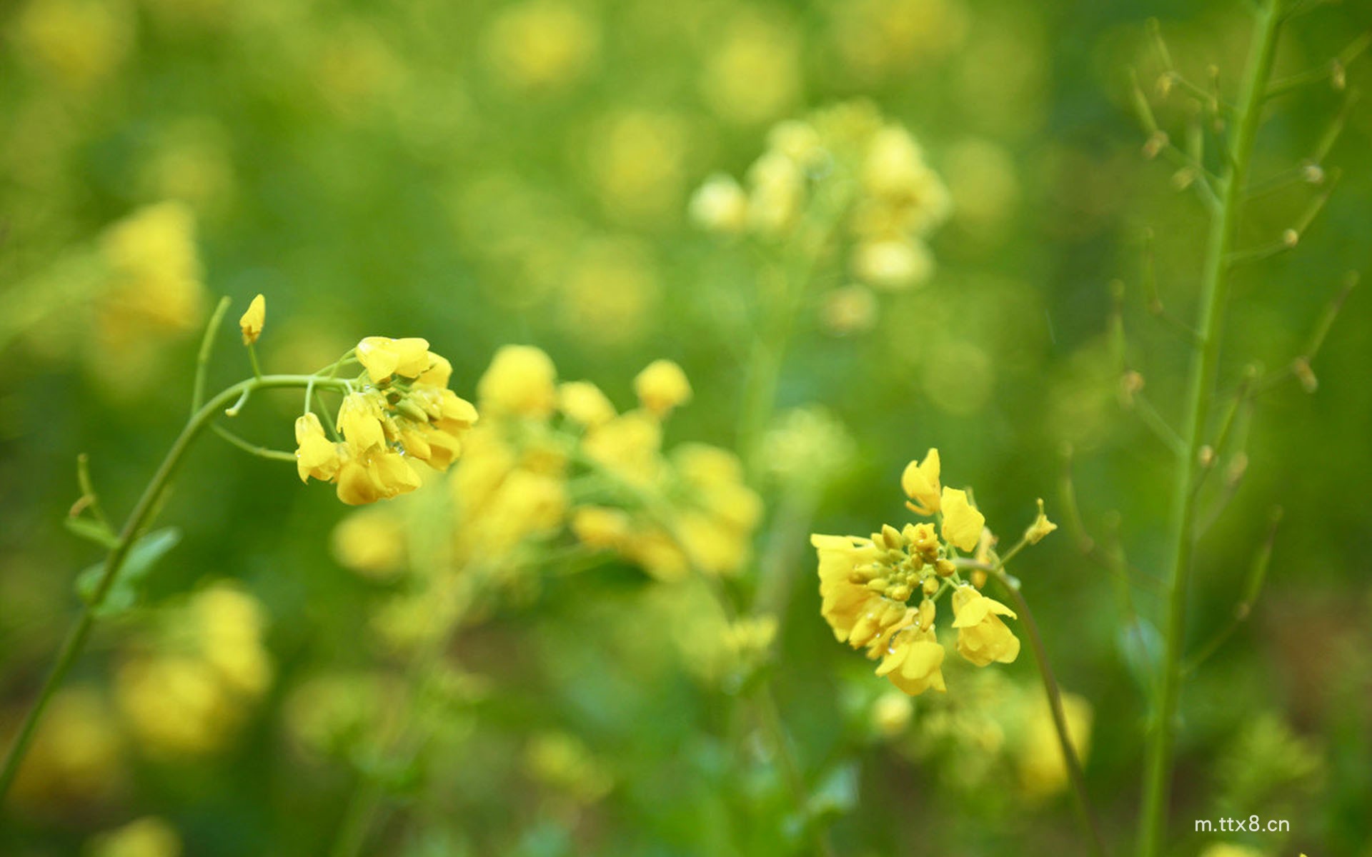 油菜花图片大全高清壁纸 唯美油菜花田高清桌面壁纸3.jpg