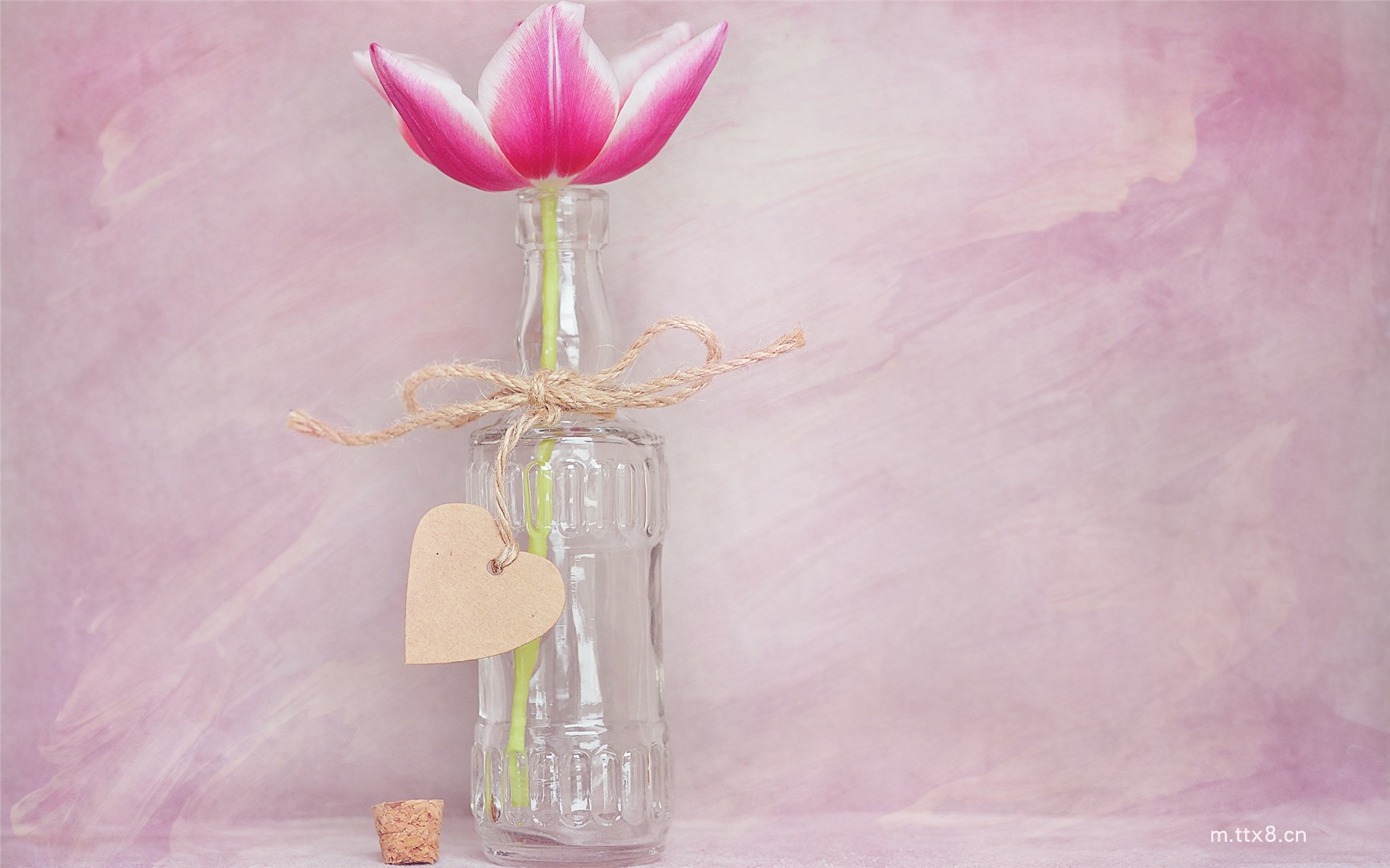 小清新花卉植物盆栽图片大全高清桌面壁纸 小清新植物盆栽图片大全高清桌面壁纸15.jpg