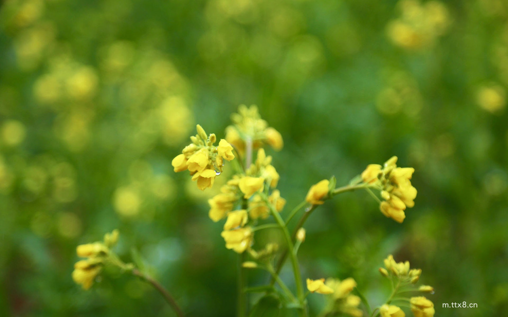 油菜花图片大全高清壁纸 唯美油菜花田高清桌面壁纸4.jpg