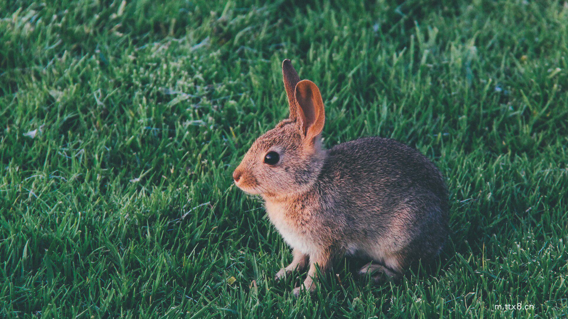 兔子的耳朵,草地,小兔子电脑壁纸(1920x1080).jpg