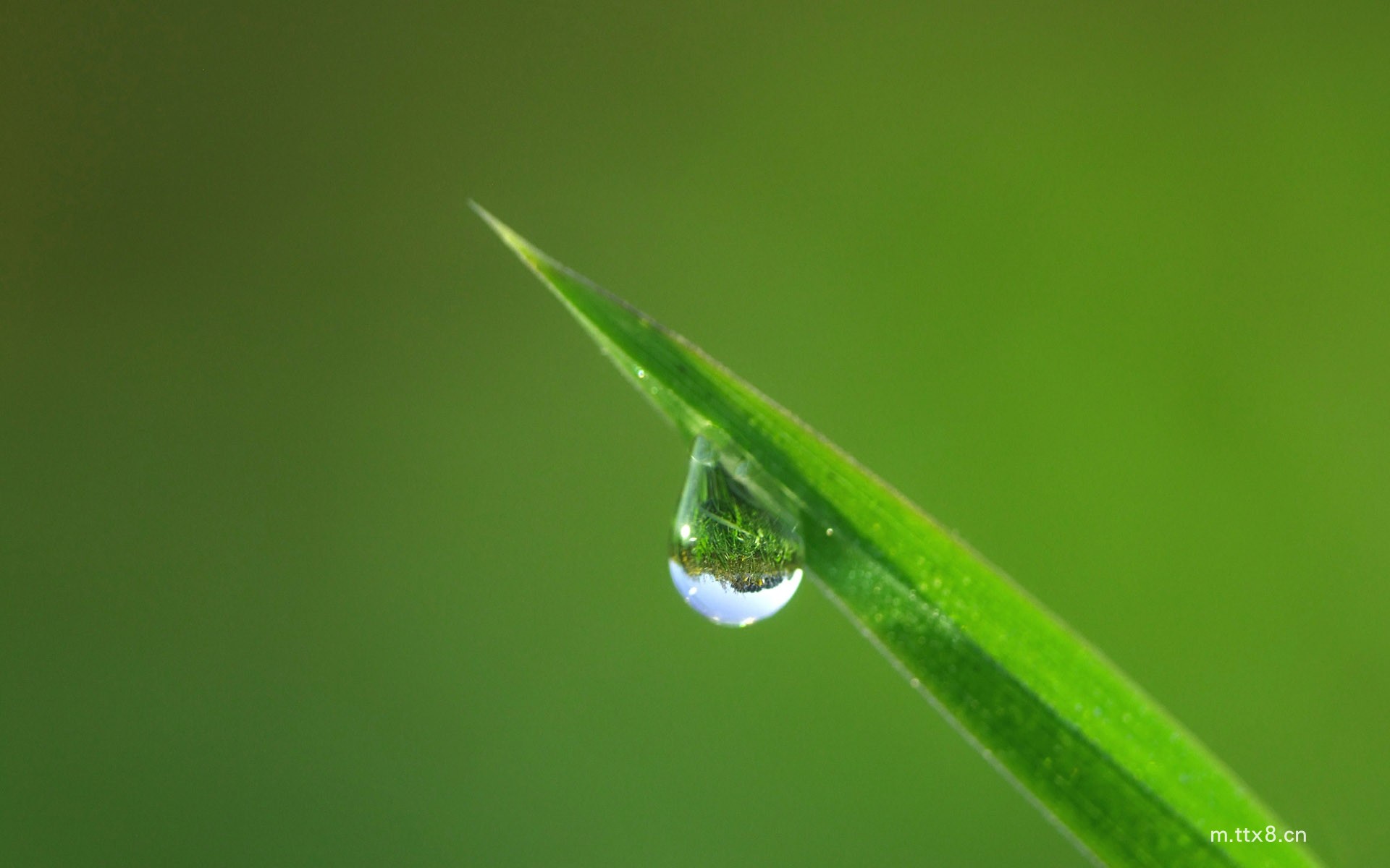 绿叶上的露珠高清护眼电脑桌面壁纸 绿叶上的露珠高清护眼电脑壁纸6.jpg
