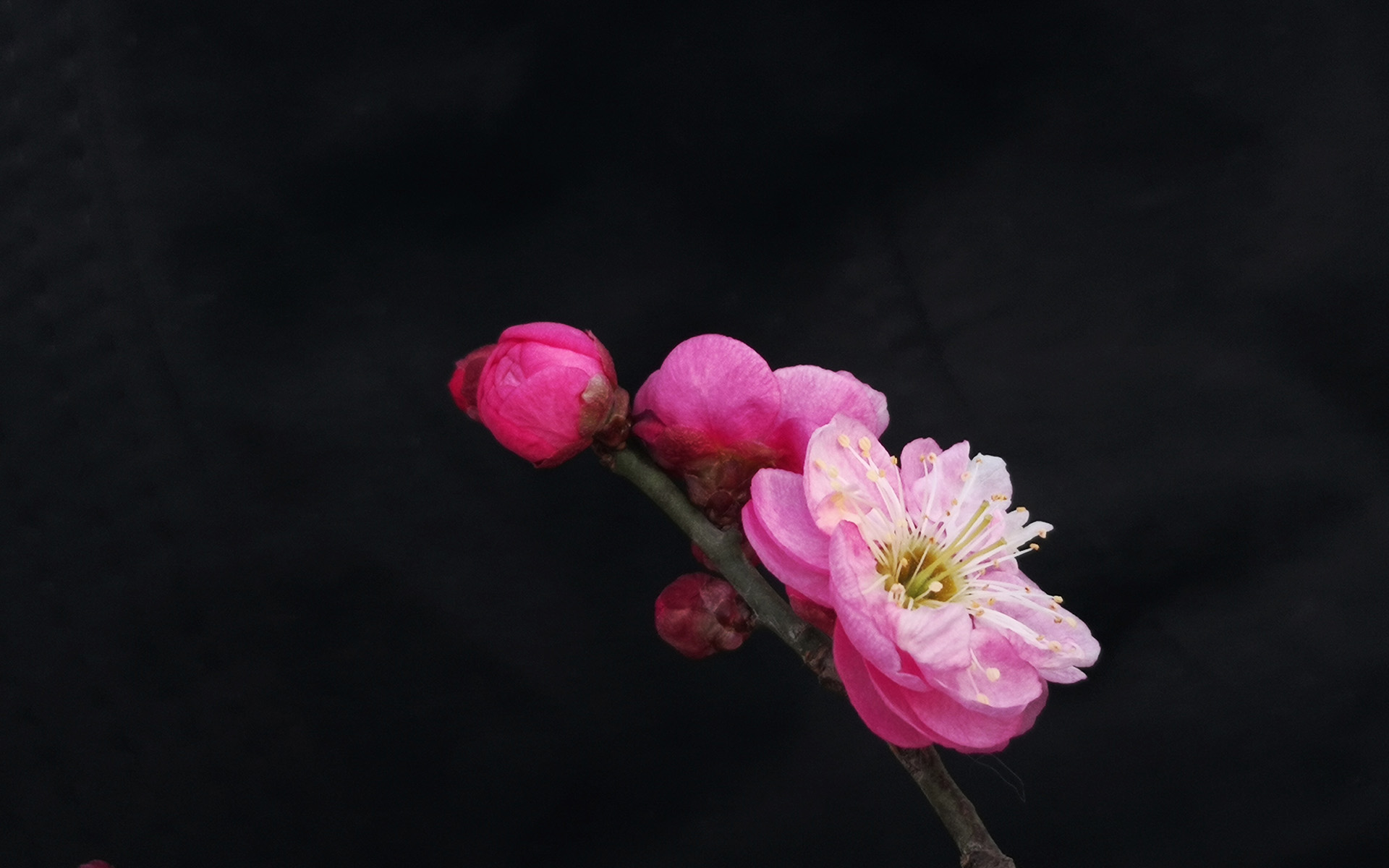 冬日梅花微距特写高清桌面壁纸 1.jpg
