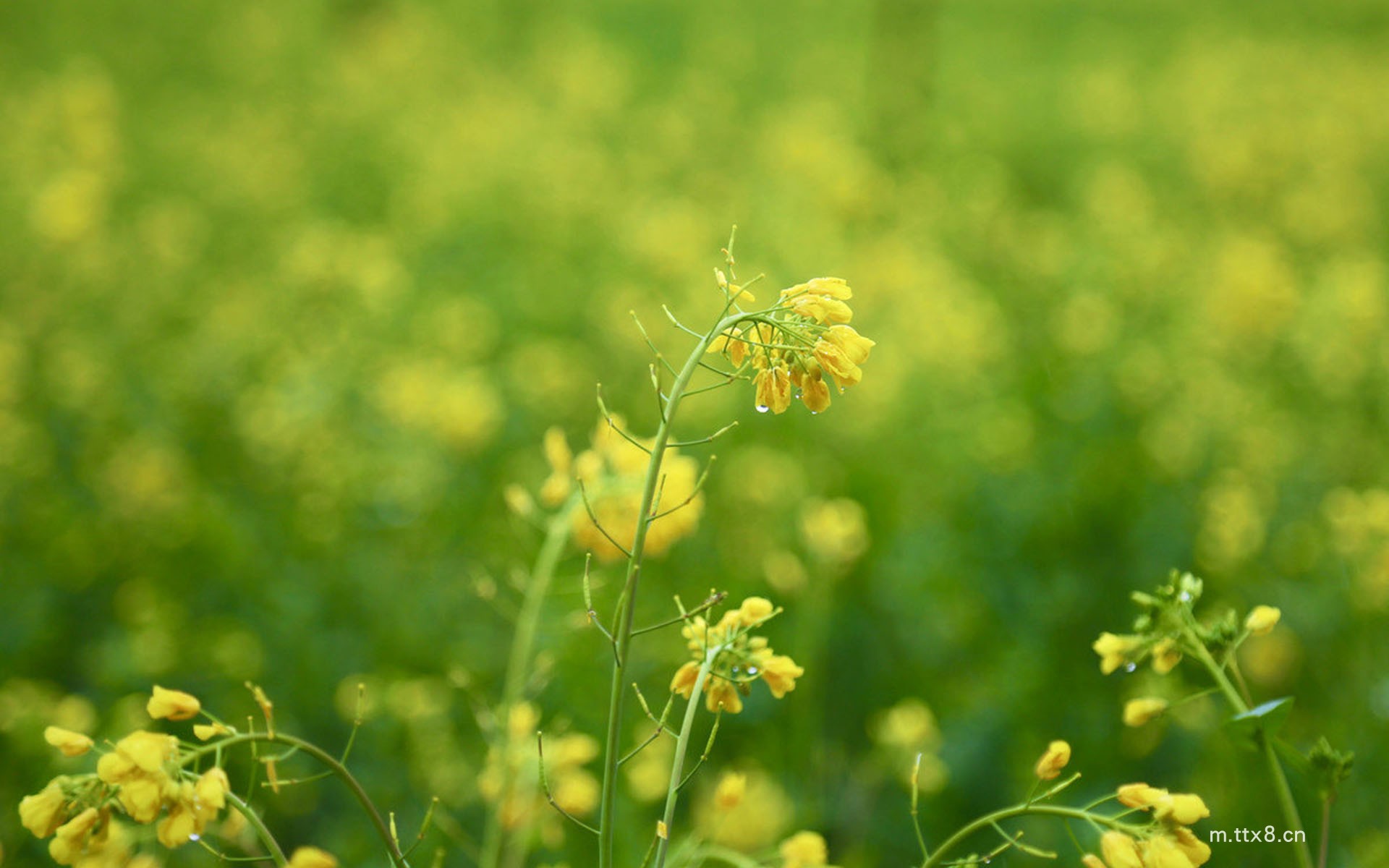油菜花图片大全高清壁纸