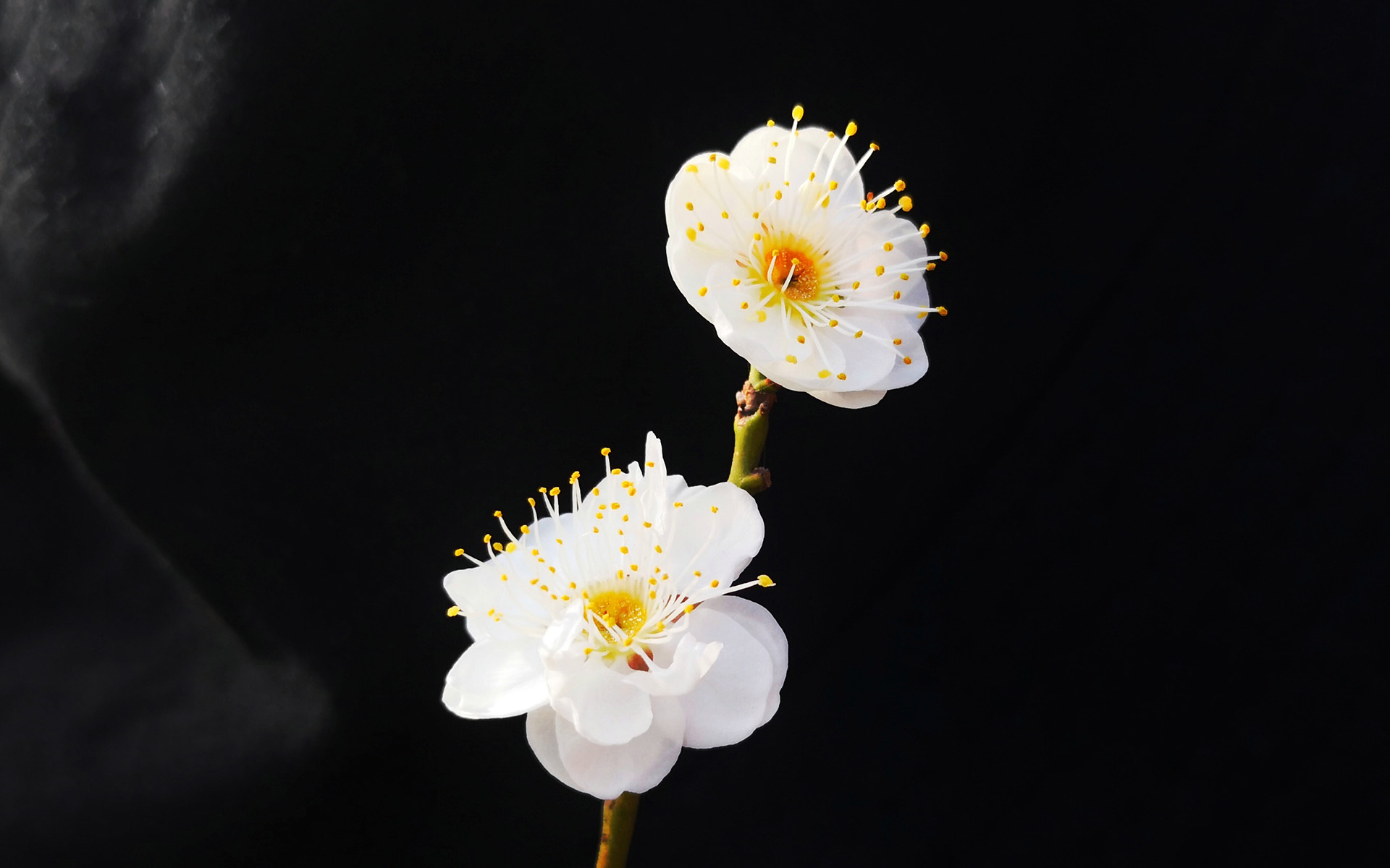 冬日梅花微距特写高清桌面壁纸 6.jpg