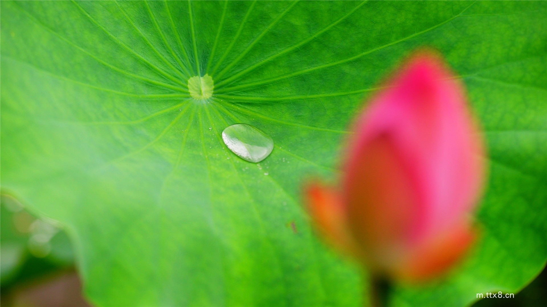 清新植物绿叶小水珠风景高清图片壁纸 绿色叶子护眼高清桌面壁纸10.jpg