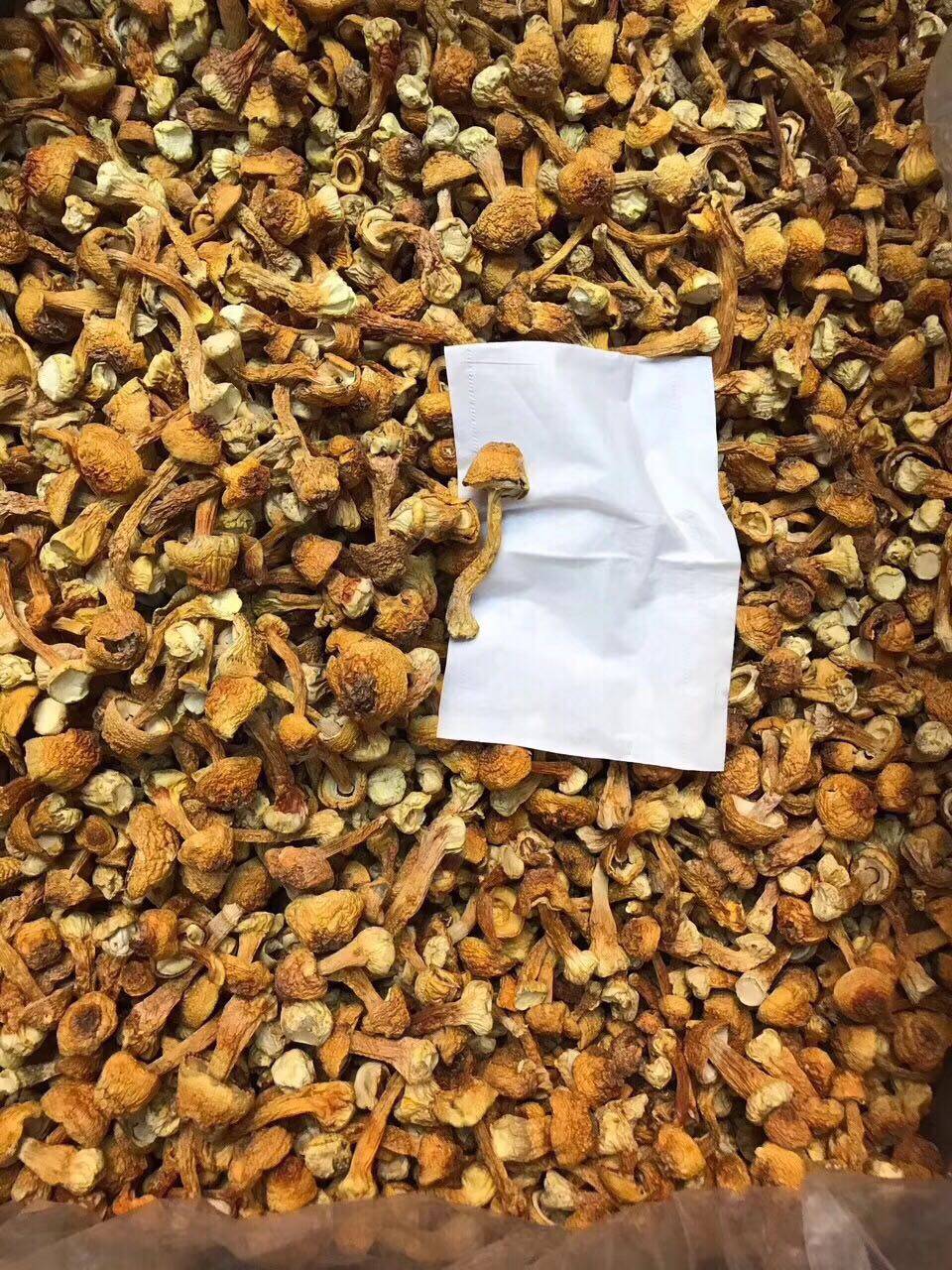 Yunnan Ji Pine Furry Dried Goods Pine Mushrooms Nutrition Rich Soup Water Fresh And Old Less Salty 250g