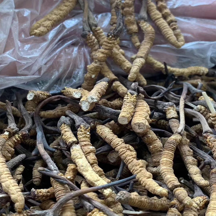 Tibet Nagqu Cordyceps Dry Goods Interrupted Grass Nutritious Self-Use Value 10g