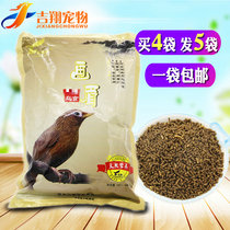 Bird family thrush bird feeding strong fat bird moulting growth nutrition bird food bird feed grain feed color