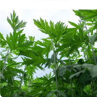 南都艾草世家
