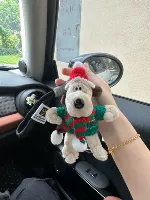 Чернильный зеленый свитер Шарф щенк+веревка черного ключа