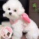 Puppy leash vest type Bichon Frize Teddy small dog bow pet harness anti-breakaway dog ​​walking rope