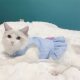 Spring and summer thin cat clothes cute skirt Ragdoll Chinchilla blue and white pet dog summer lace princess dress