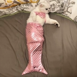 Одежда для кошек, украшения в виде русалки, рыбий хвост, забавный реквизит для фотографий, цельный костюм для домашних животных, в том же стиле, что и Douyin.