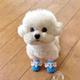Dog shoes, foot covers, outdoor non-slip waterproof socks, soft soles, wear-resistant dog shoes, non-falling pet breathable anti-dirty shoes