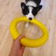 Dog toy bite-resistant traveling ring Frisbee medium and large dog border collie consumes energy and grinds teeth pet rubber soft ball