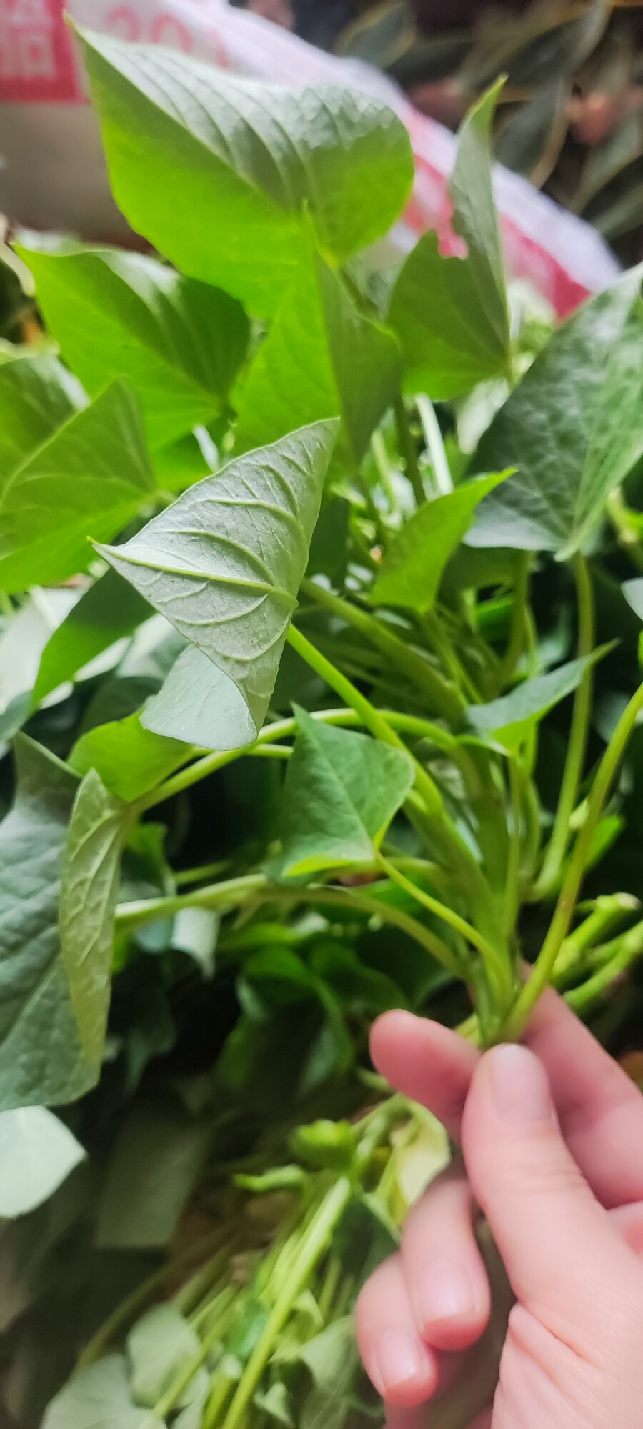 老农种植基地