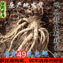 Gansu Minxian County 2020 fresh wild angelica 1000 grams new goods place order now dig origin delivery