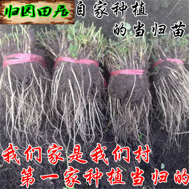 Its own pregnancy is the seedling of the Astragalus Seeds Party Gamble 500 grams