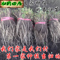 High quality Angelica seedlings Astragalus japonicus seedlings 500 grams