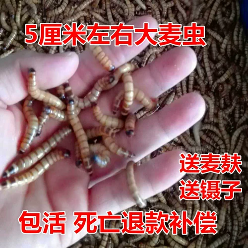 Barcoto Live Super Noodle Brim Turke