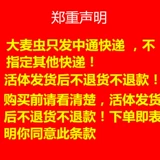 Barcoto Live Super Noodle Brim Turke