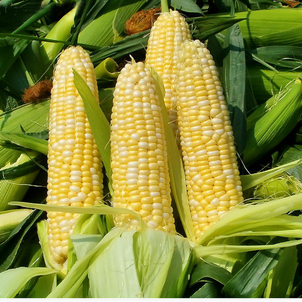 乡典 新鲜水果甜玉米 带箱10斤 天猫优惠券折后￥25.9包邮（￥35.9-10）