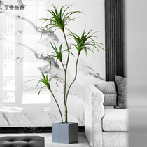 Roman dad Nordic simulation plant decoration millennial Wood Green plant dragon blood tree potted large living room floor ornaments