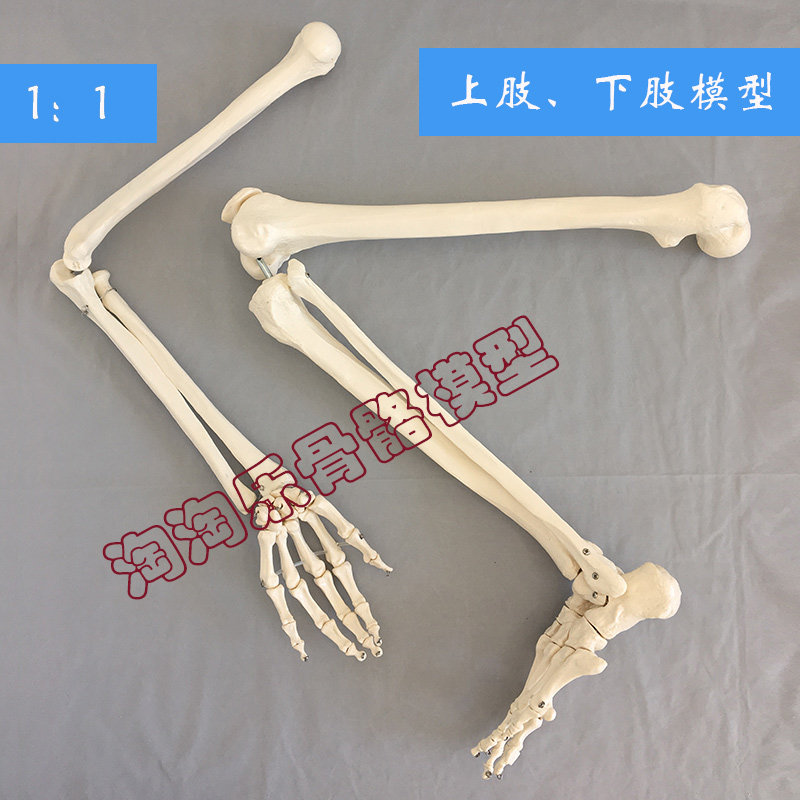 自然大上肢骨模型 成人手臂下肢骨模型 指关节仿真骨骼模型 人体科博骨科教学模型