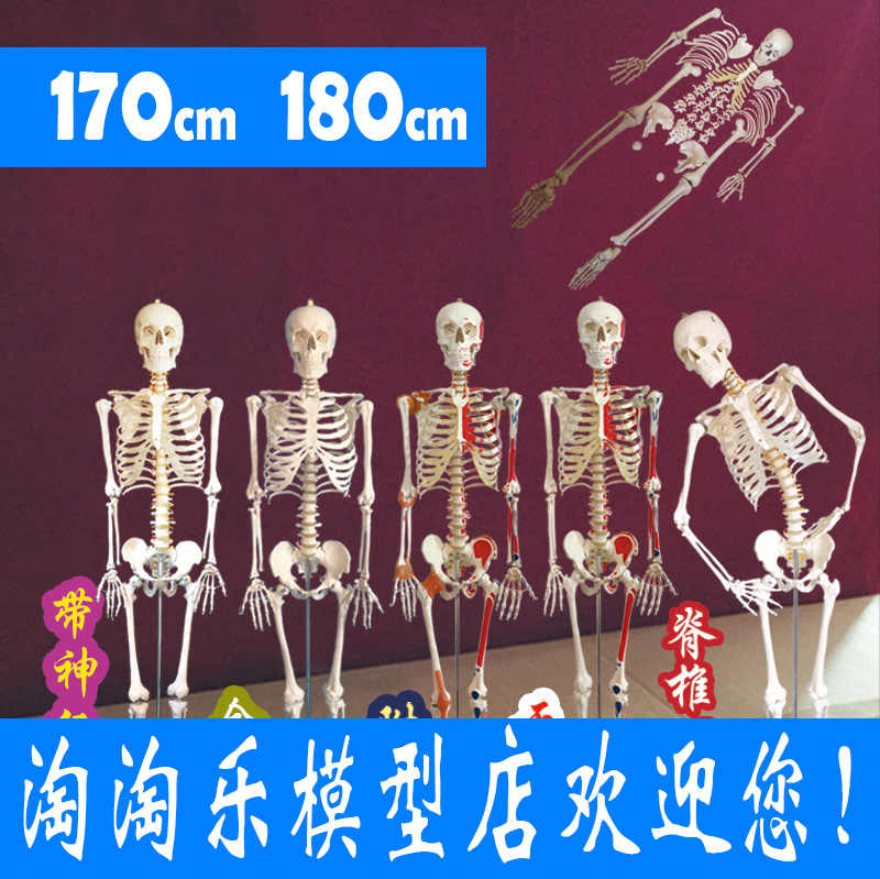 人体模型180 - Top 50件人体模型180 - 2025年5月更新- Taobao