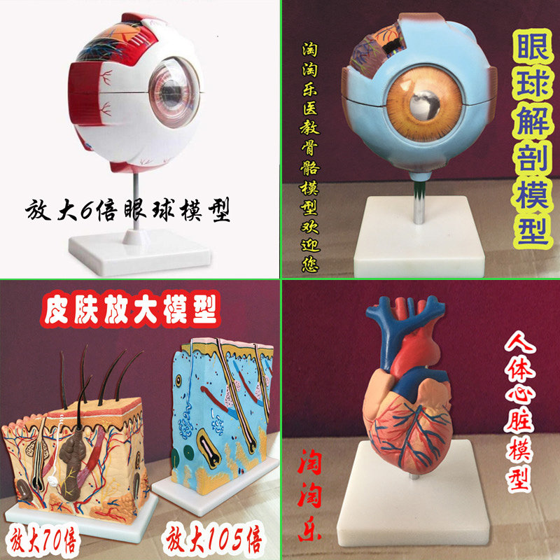 人体立体皮肤放大模型 心脏解剖 眼球模型 医用骨骼厂家直销骨架