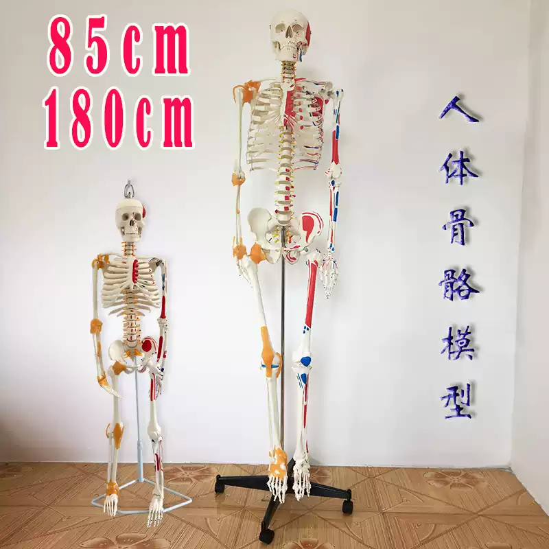 醫學用180cm人體骨骼模型帶神經間盤可拆卸骨架彩色肌肉起止點模型