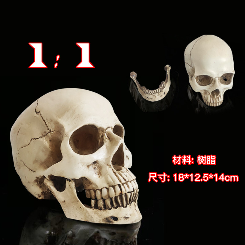 骷髅头绘画人头骨艺用人体骨骼解剖头颅骨模型美术医学用头骨素描