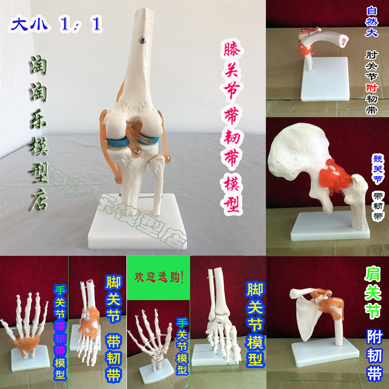 新款人体膝肘肩髋手脚关节骨骼模型医学用功能附韧带可弯曲动1比1