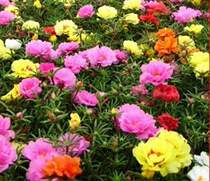 Hot Precious 1 Pack 200 Seeds Sun Plant Flower Seed Portulac