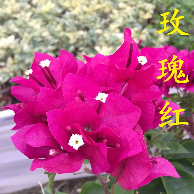 Qinhua ສີຂຽວ cherry bougainvillea ດອກດ່ຽວ double petal ເຄືອພືດເຄືອທີ່ມີຫມໍ້ດອກຫ້ອງນັ່ງຫຼິ້ນ courtyard ສີ່ລະດູການເບີກບານສົ່ງຟຣີ