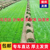 Beijing green turf real lawn with soil Manila green grass four-season green big leaf oil drought-resistant no cutting easy to live